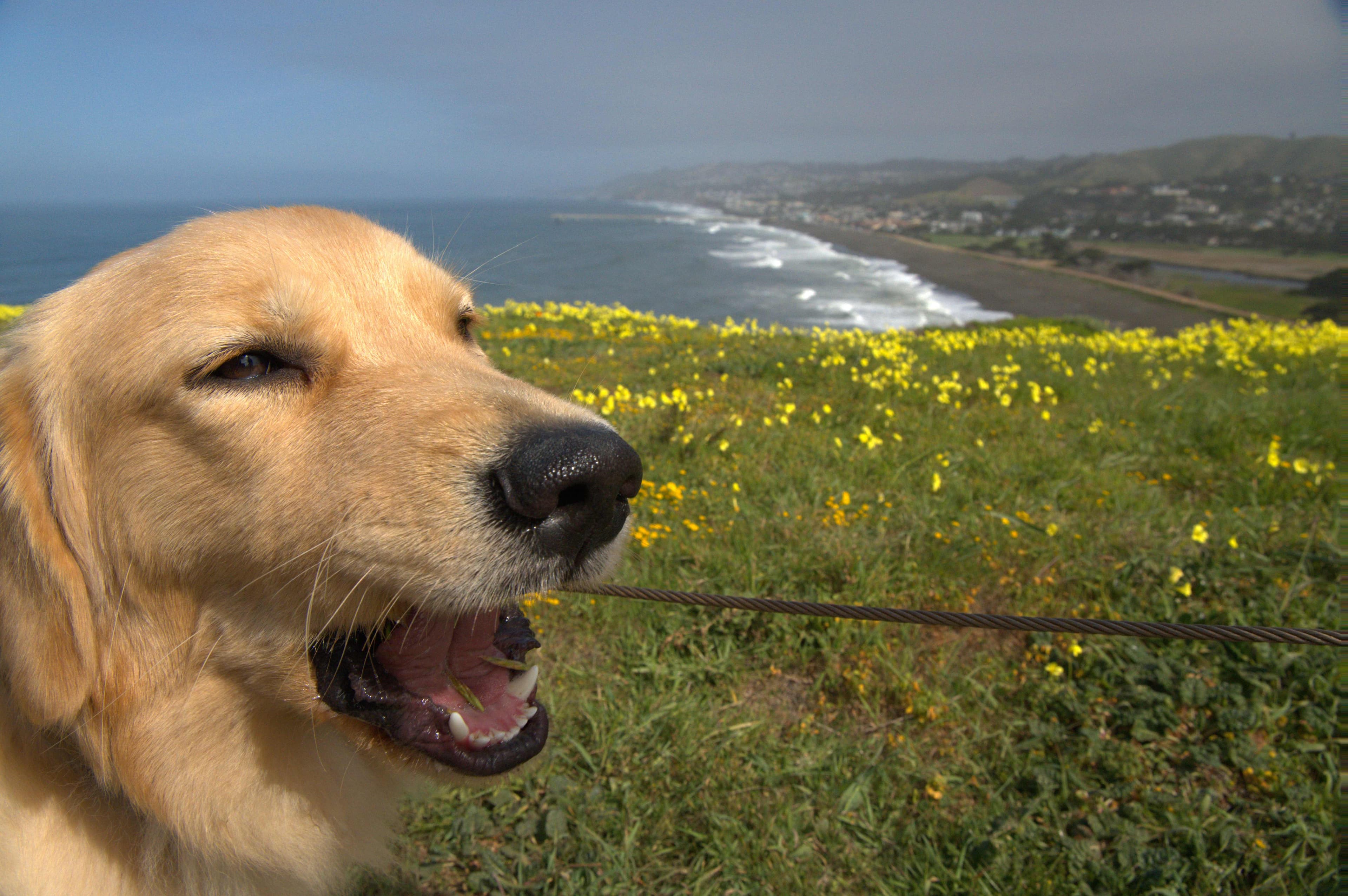 The golden retriever, Chief Energy Officer