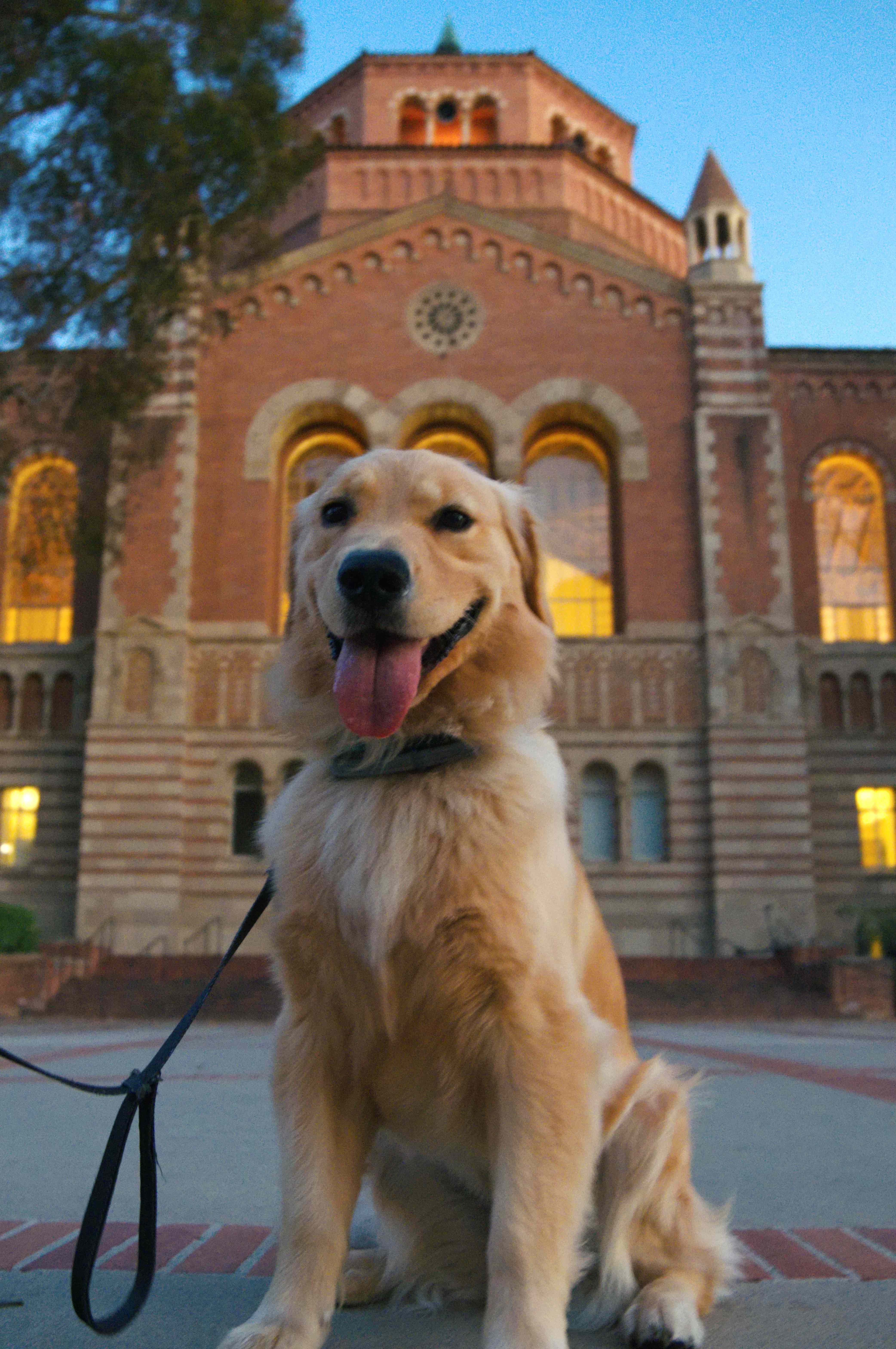Marshmallow, a golden retriever, sitting in front of Powell Library at UCLA at dusk